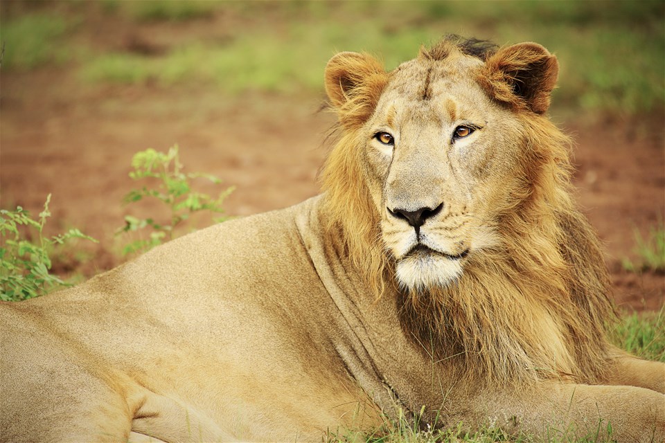 Asiatic Lion Extension